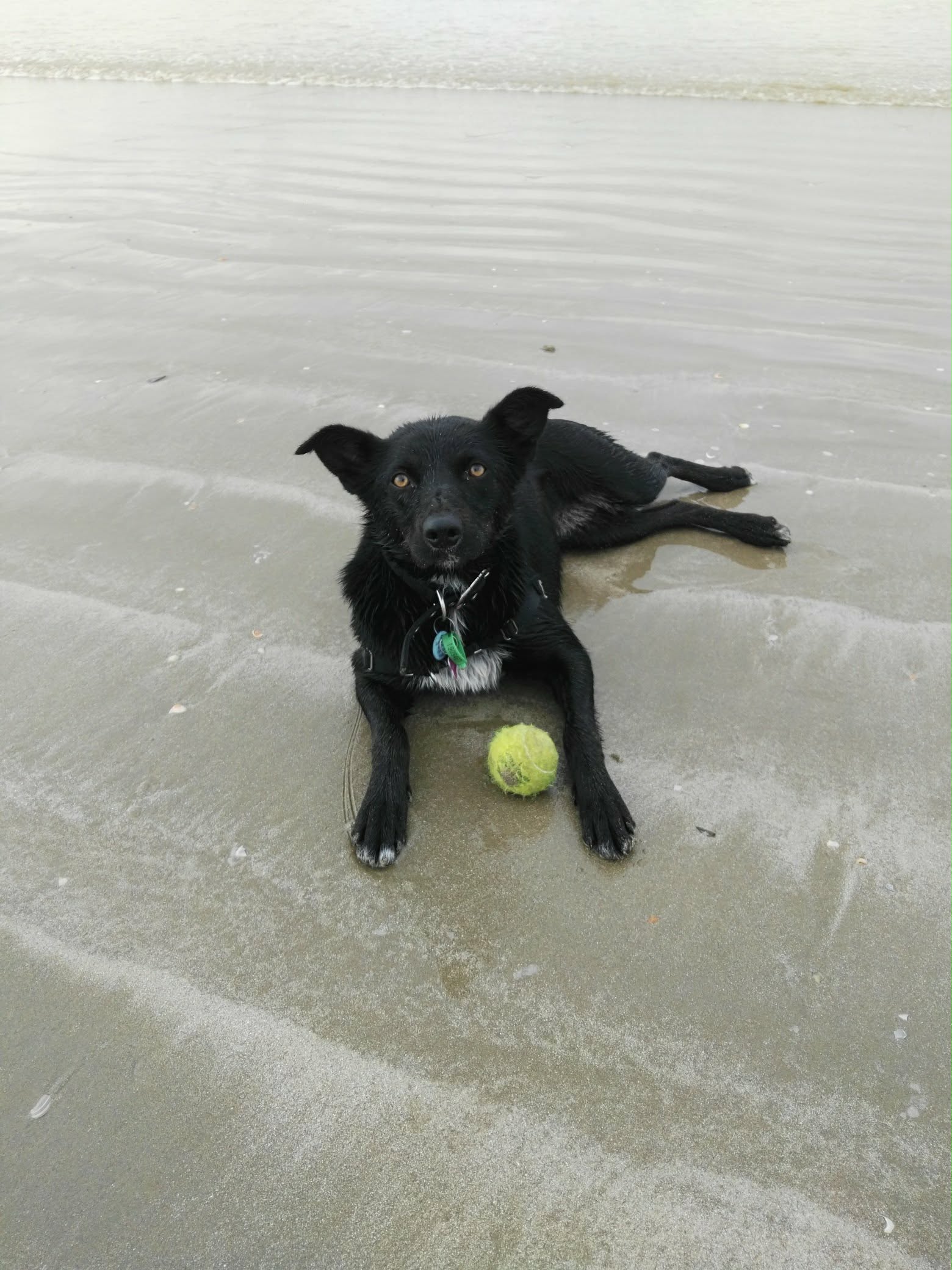 Pet sitting photo