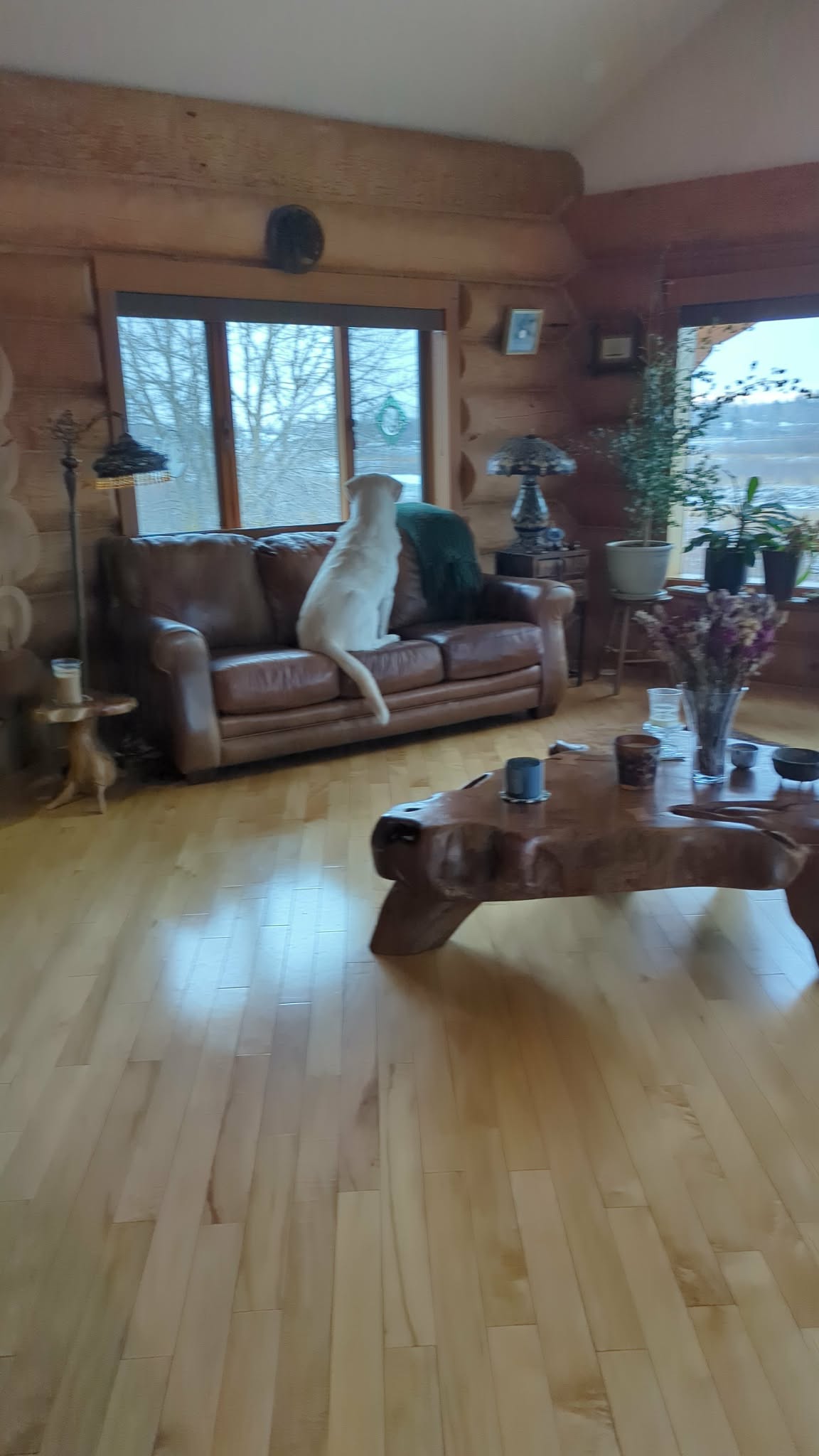 Pet sitting photo