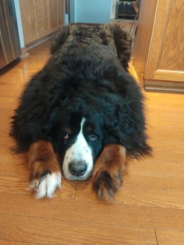 Pet sitting photo