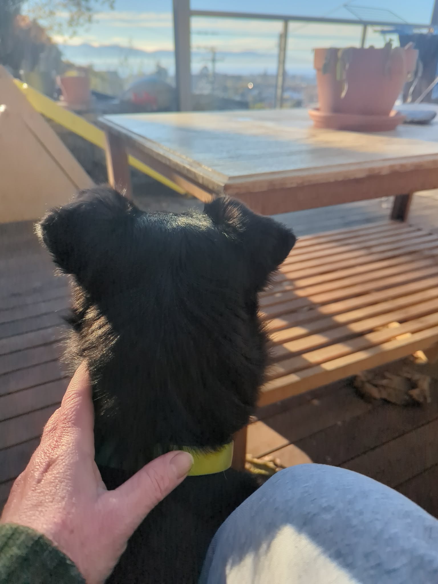 Pet sitting photo