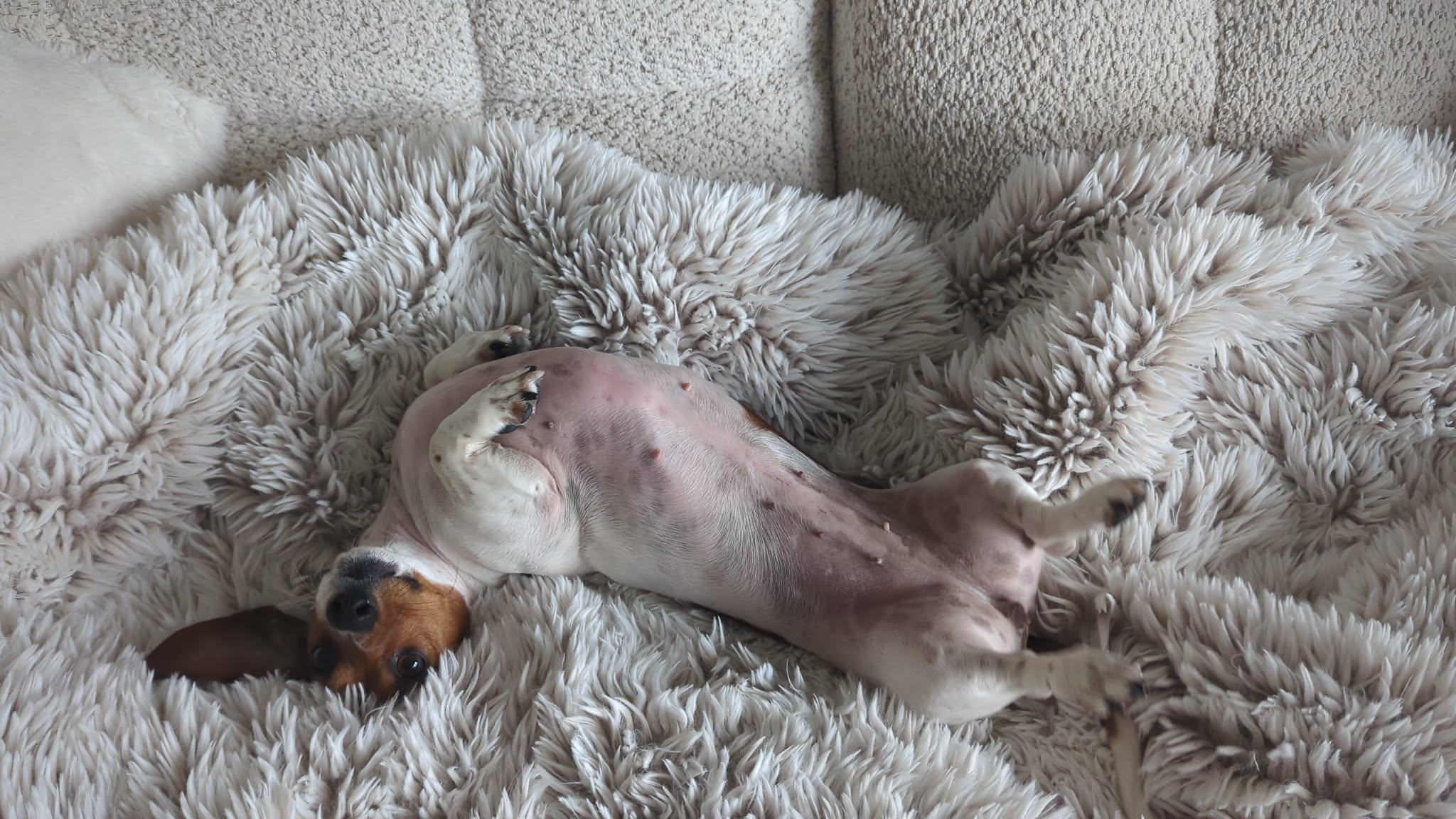 Pet sitting photo