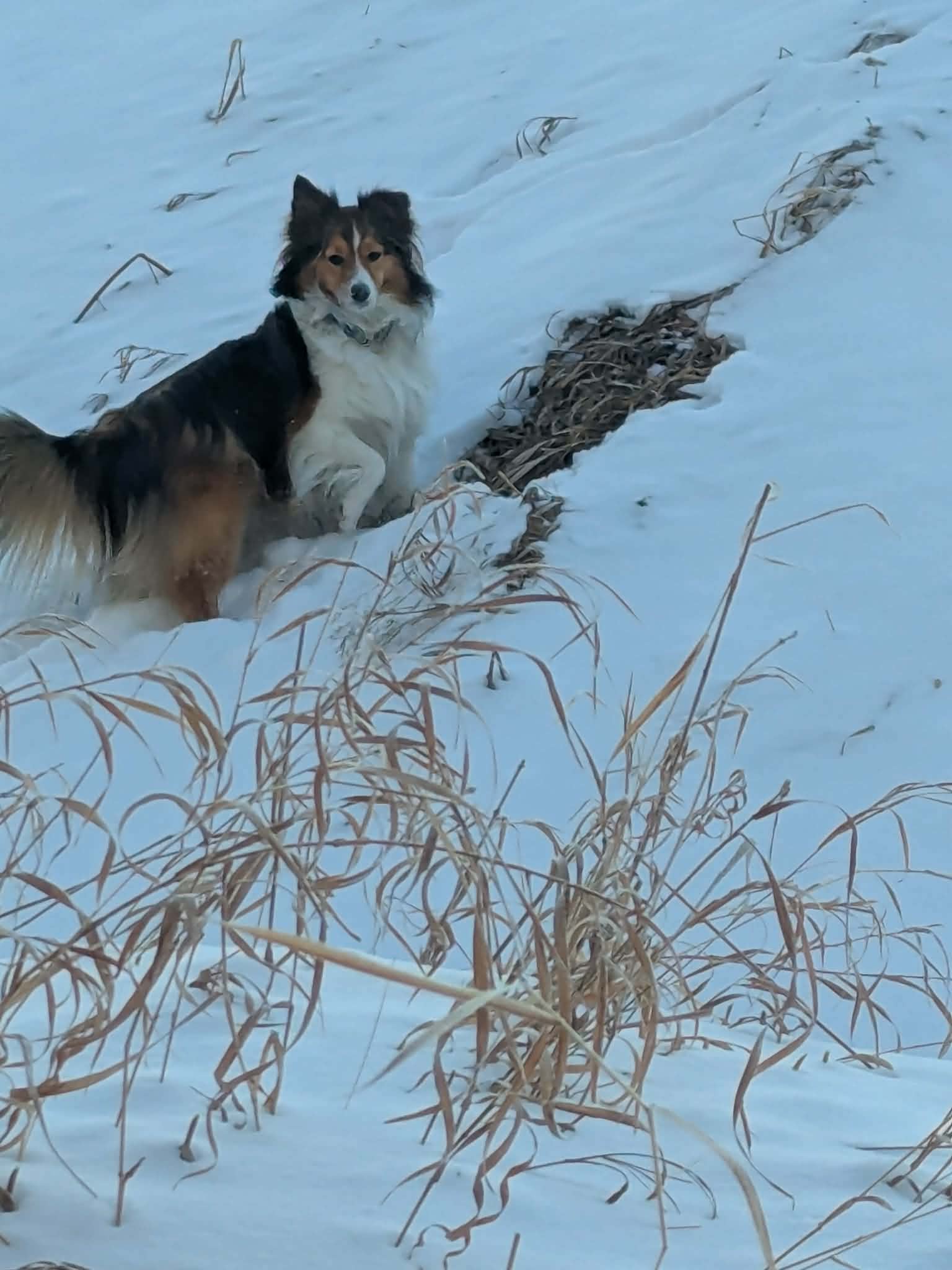 Pet sitting photo