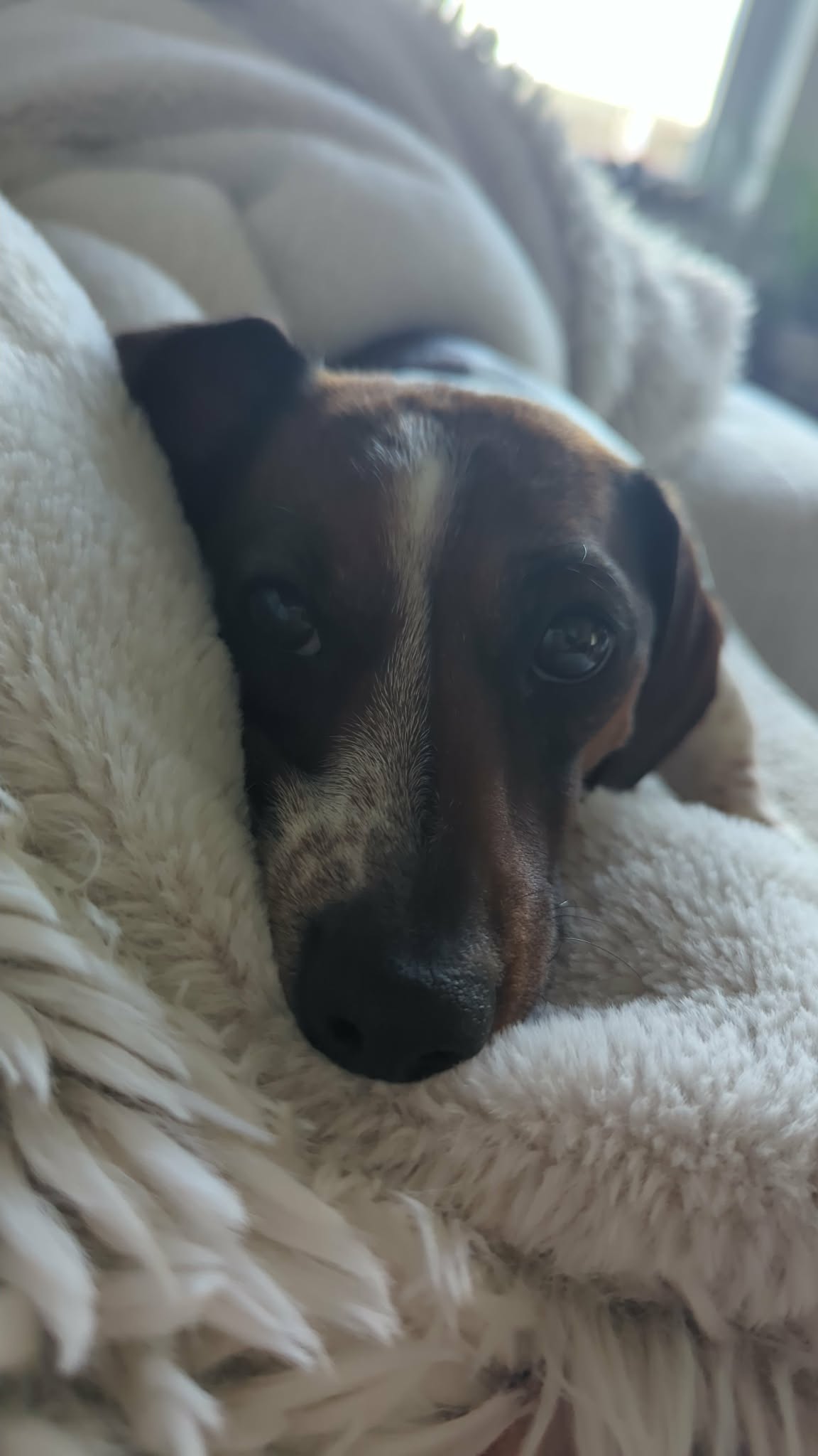 Pet sitting photo