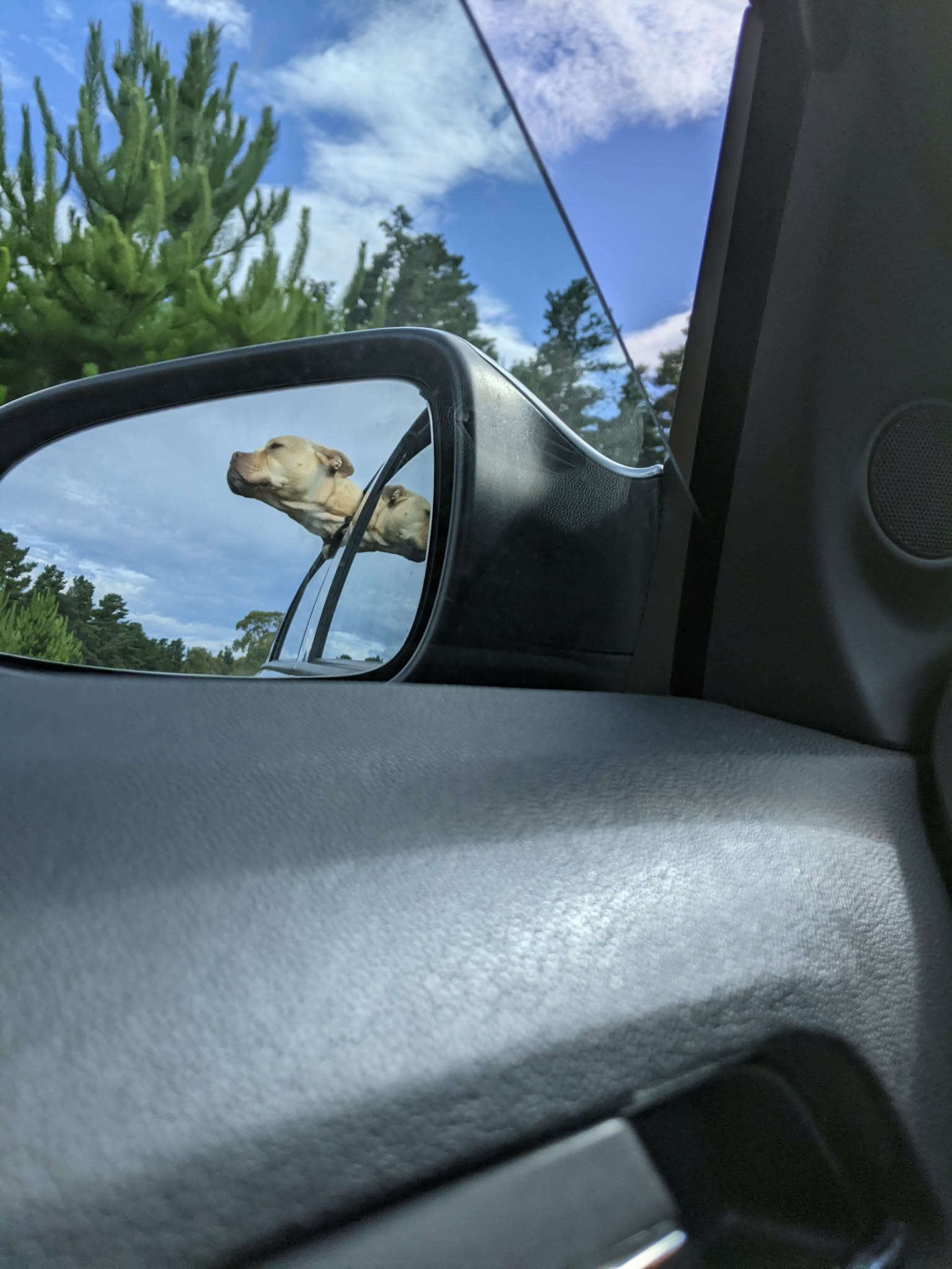 Pet sitting photo