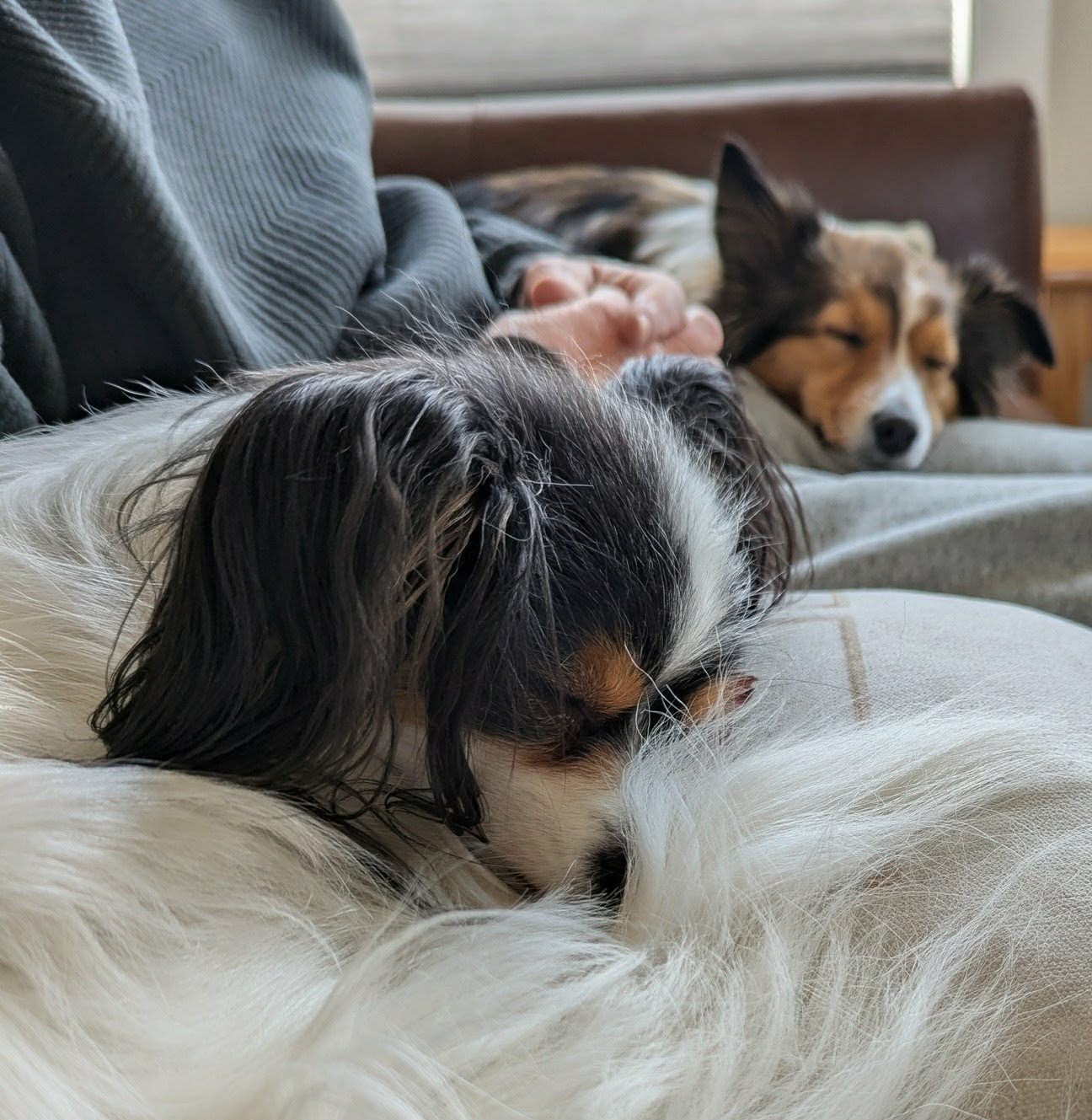 Pet sitting photo